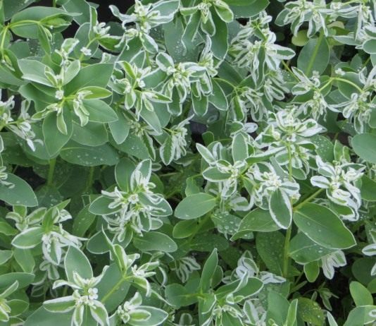 Молочай окаймленный: условия выращивания, размножение - Цветник и ландшафт Молочай окаймленный (Euphorbia marginata)