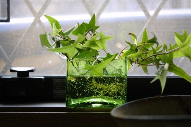 Хедера, или Плющ (Hedera)