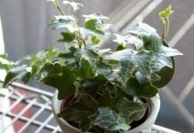 Хедера, или Плющ (Hedera)