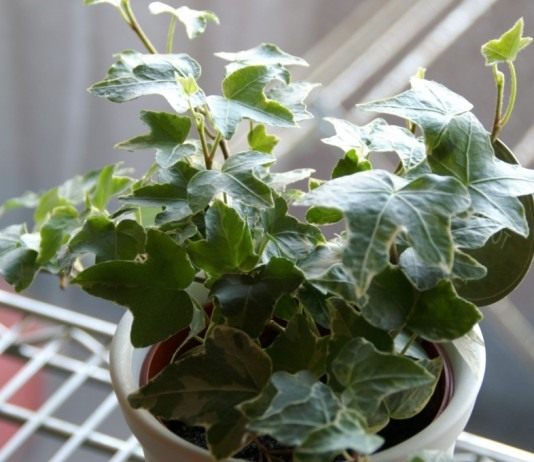 Хедера, или Плющ (Hedera)