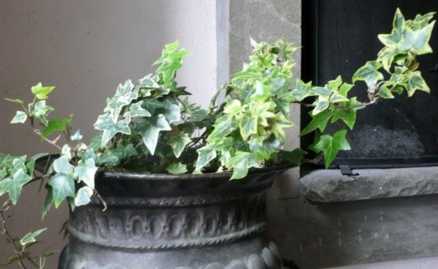 Хедера, или Плющ (Hedera)