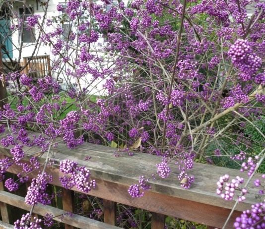 Красивоплодник — яркий кустарник - Цветник и ландшафт Куст красивоплодника