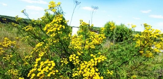 Пижма обыкновенная (Tanacetum vulgare)