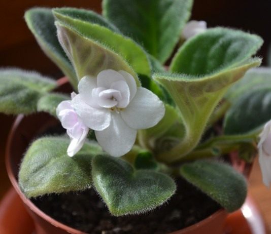 Сенполия, фиалка комнатная, узамбарская фиалка