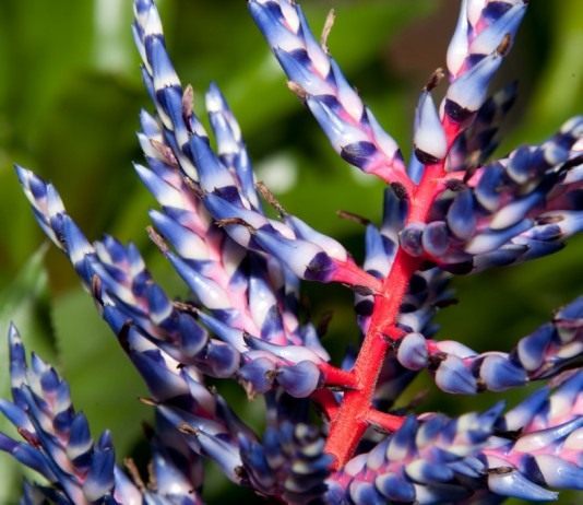 Эхмея «Синее танго» - Бромелиевые Соцветия Эхмеи «Синее танго» (Blue Tango)