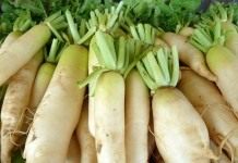 Как выращивать дайкон. Полезные и целебные свойства дайкона