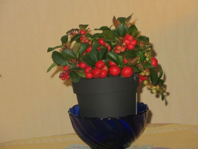 Гаультерия лежачая