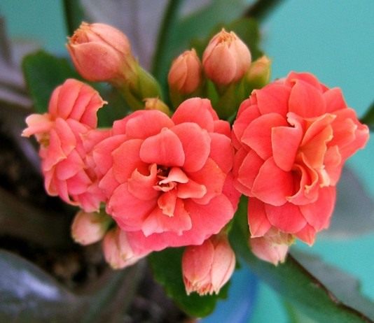 Каланхоэ Блоссфельда (Kalanchoe blossfeldiana)