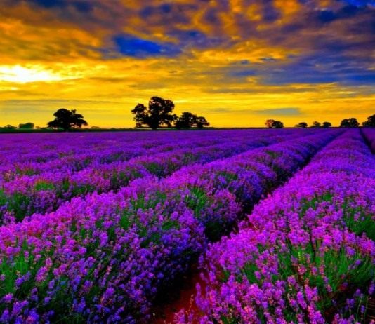Средиземноморская гостья – лаванда - Цветник и ландшафт Лавандовые поля