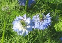 Чернушка, или Нигелла (Nigella)