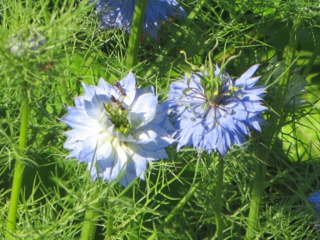 Чернушка, или Нигелла (Nigella) 