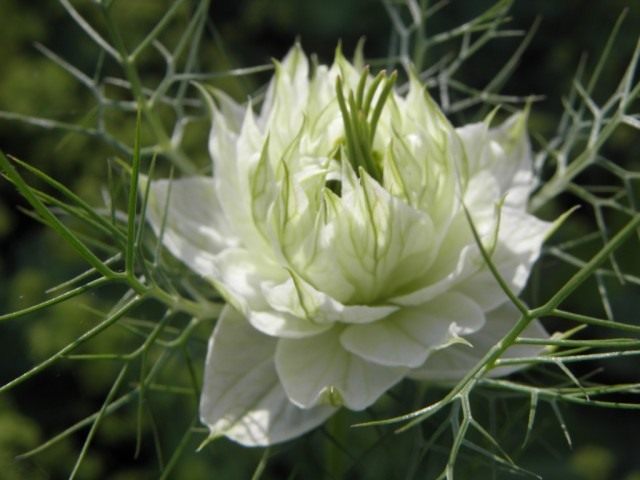 Чернушка, или Нигелла (Nigella)