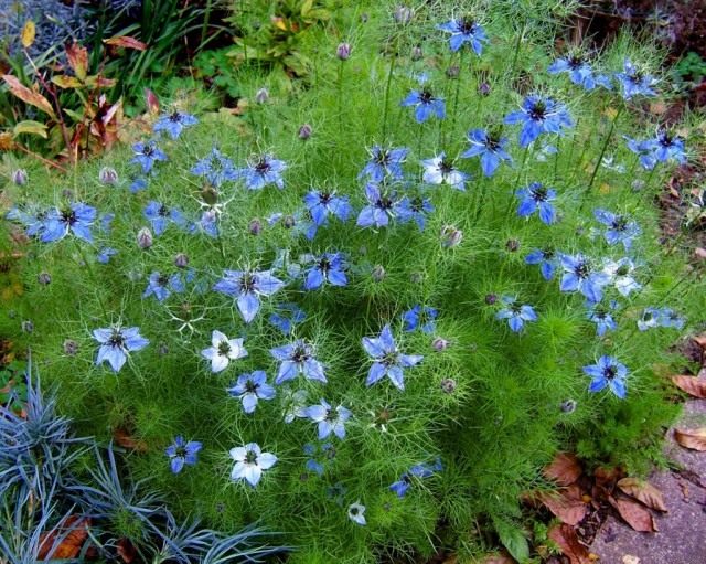 Чернушка, или Нигелла (Nigella)