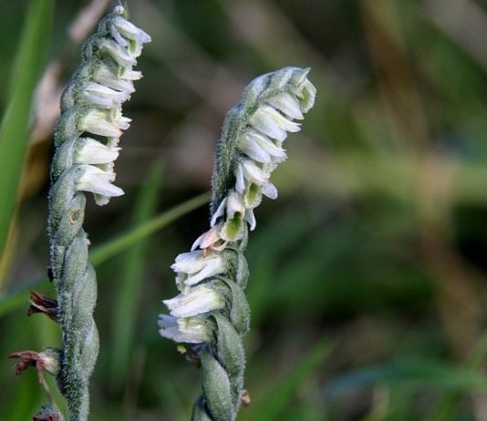 Скрученник спиральный, редкая орхидея в саду - Цветы многолетние Скрученник спиральный
