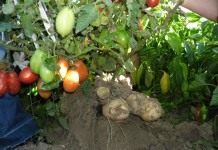 Томатокартофель (TomTato)