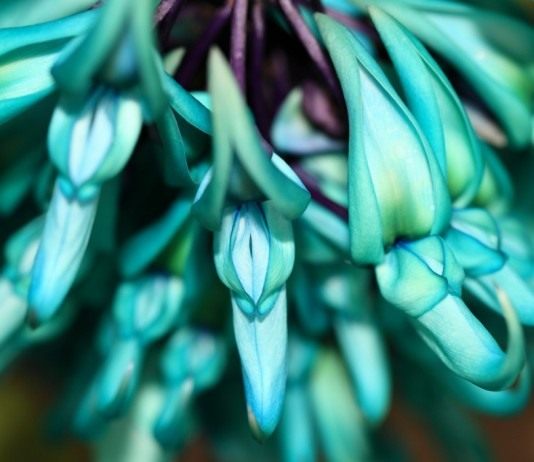 Стронгилодон крупнокистевой (Нефритовая лоза)