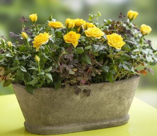 Адаптация роз