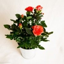 Роза Кордана Роза Кордана