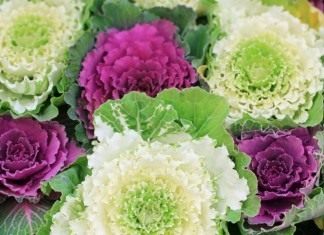 Кружевная клумба из декоративной капусты - Блоги компаний Декоративная капуста