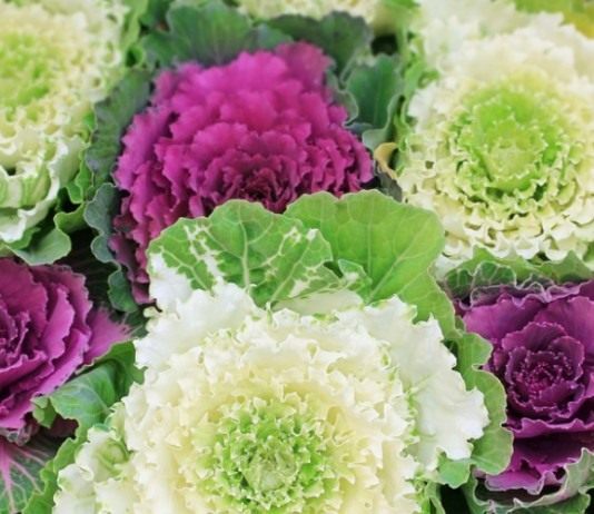 Декоративная капуста