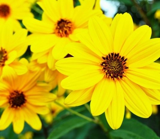 Батат и топинамбур — красивоцветущие универсалы - Цветник и ландшафт Цветки топинамбура