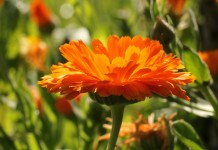 Календула лекарственная (Calendula officinalis)