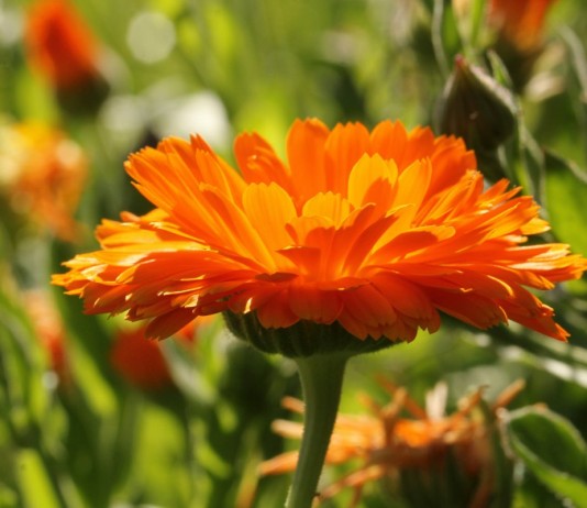 Календула лекарственная (Calendula officinalis)
