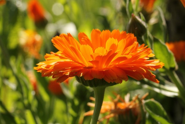 Календула лекарственная (Calendula officinalis)