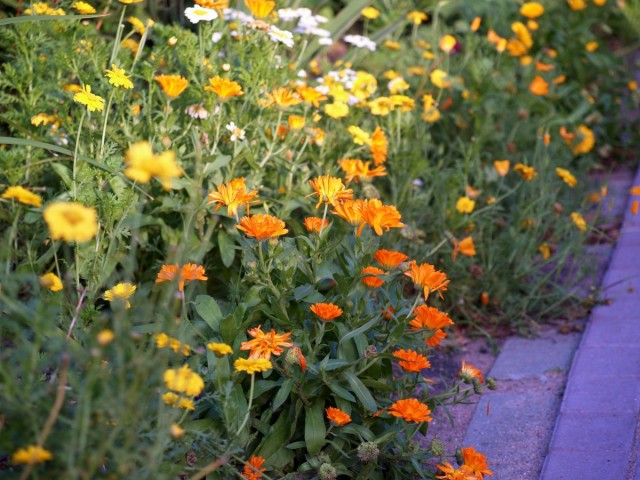 Календула лекарственная (Calendula officinalis)