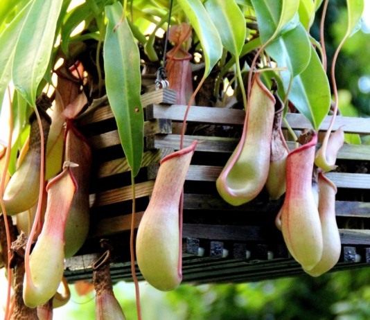 Непентес — выращивание хищного растения в домашних условиях - Редкие и необычные Непентес