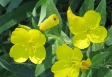 Энотера, или Ослинник (Oenothera)