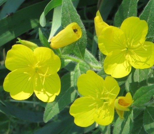 Энотера, или Ослинник (Oenothera)
