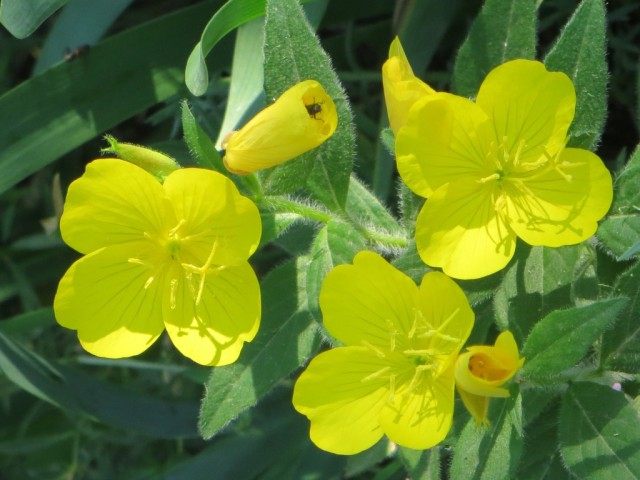 Энотера, или Ослинник (Oenothera)