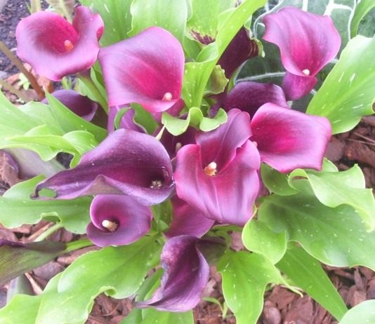 Зантедеския: выращивание современных сортов - Красивоцветущие Зантедеския эфиопская