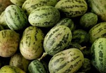 Огурдыня — «гибрид» огурца и дыни