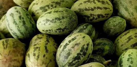 Огурдыня — «гибрид» огурца и дыни