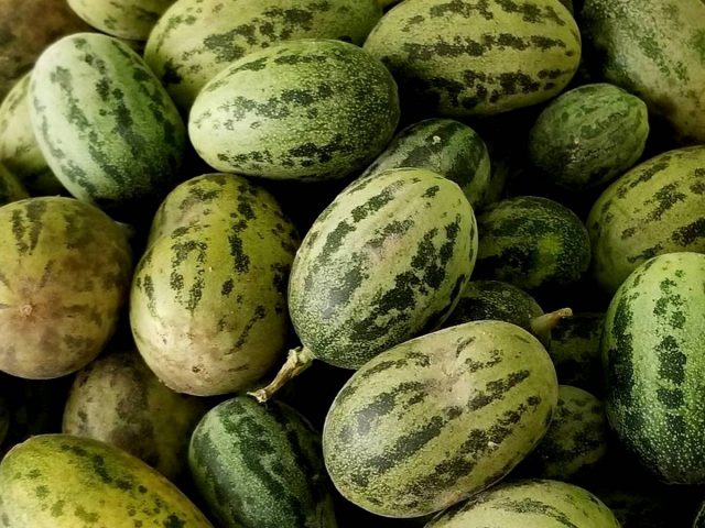 Огурдыня — «гибрид» огурца и дыни