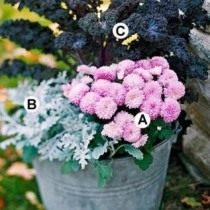 Схема 1: . А. Розовая хризантема 'Soft Cheryl'; B. Цинерария приморская; C. Декоративная капуста «Redbor».