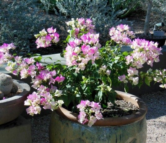 Кадочная Бугенвиллея