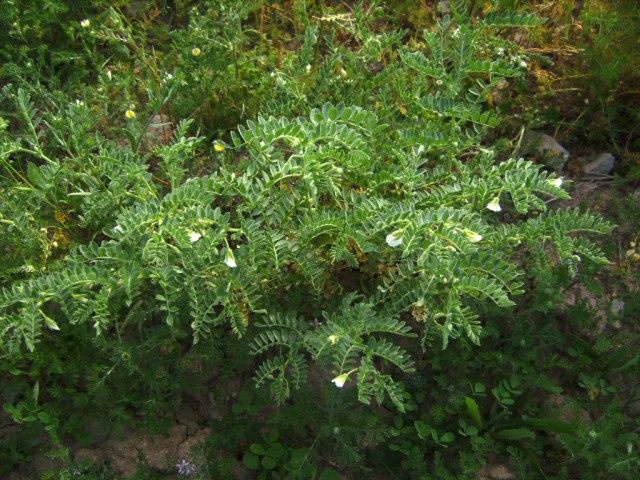 Нут, или турецкий горох, или бараний горох (Cicer arietinum) 