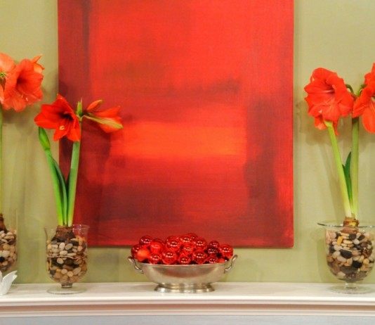 Гиппеаструмы, выращиваемые гидропонным способом