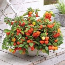 Декоративный физалис