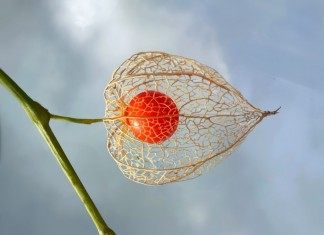 Физалис – вкусная ягода из «китайского фонарика» - Блоги компаний Физалис – вкусная ягода из «китайского фонарика»