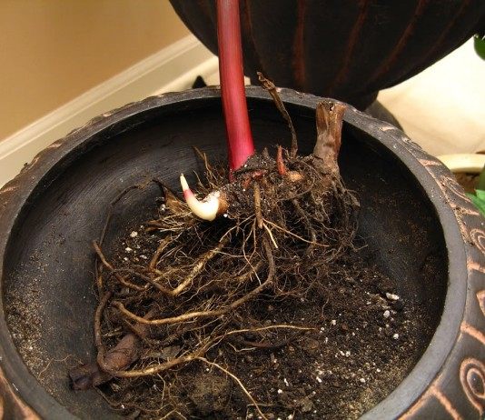 Корневище Канны дало стрелку