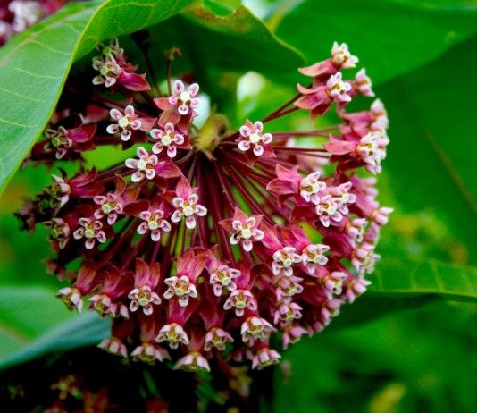 Асклепия. Краткое досье. Выращивание и уход - Цветы многолетние Ваточник сирийский