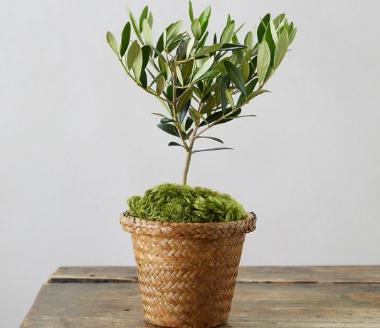 Оливковое дерево