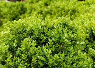 Самшит – вечнозеленое украшение сада - Блоги компаний Самшит