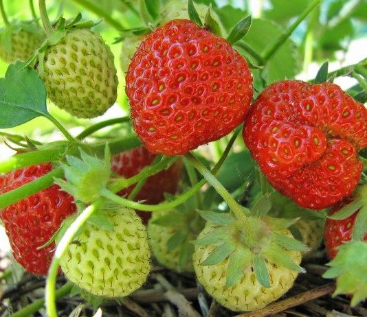 Клонирование земляники садовой (клубники) - Ягодник Земляника садовая, Клубника