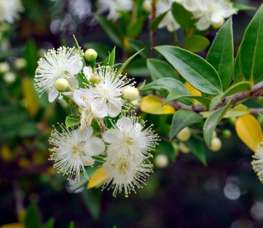 Залог долголетия мирта - Красивоцветущие Цветок Мирта обыкновенного