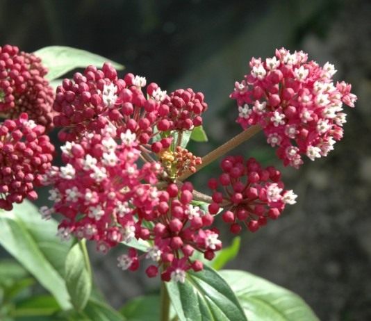 Ваточник, или Асклепия мясо-красная